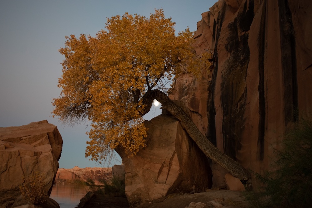 Stubborn Tree Tomas Micheangeli